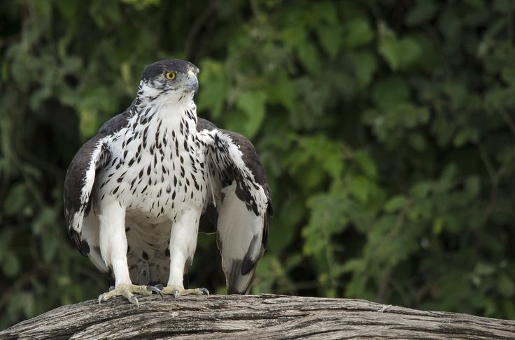 African Birding Tours