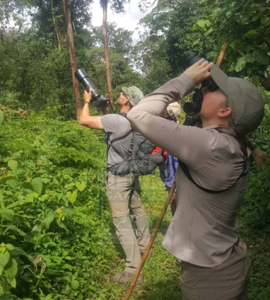 Bird Watching Safaris in Uganda