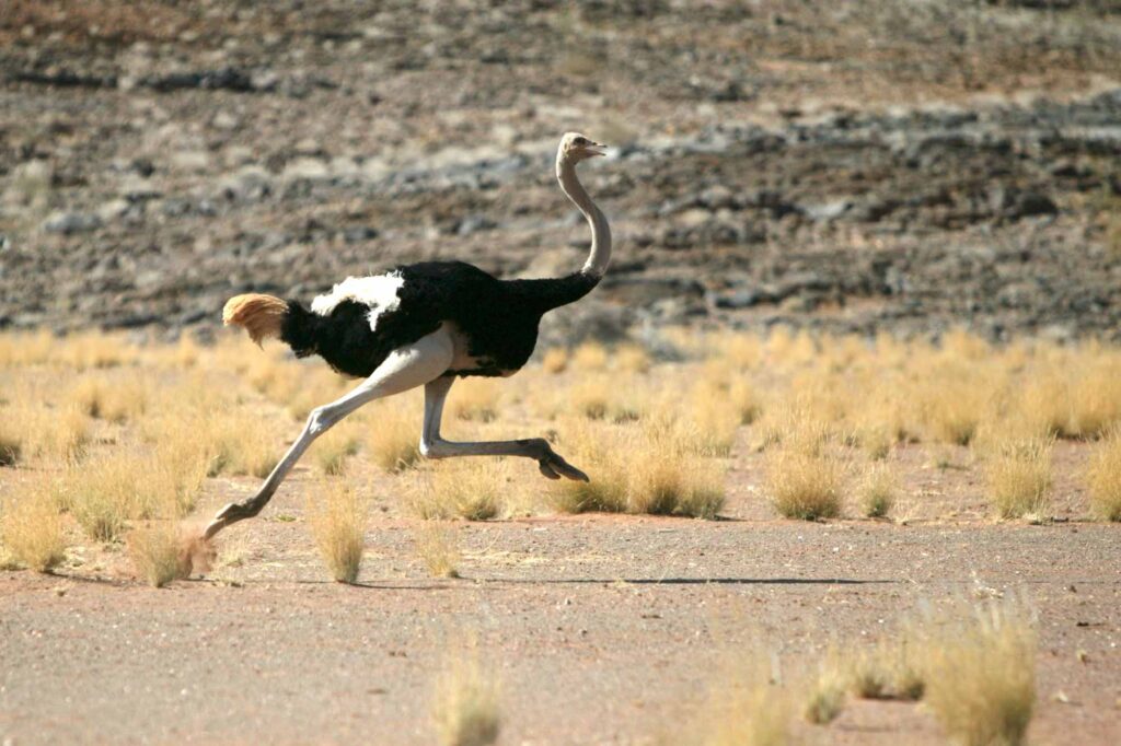 Bird Watching Safaris in Uganda