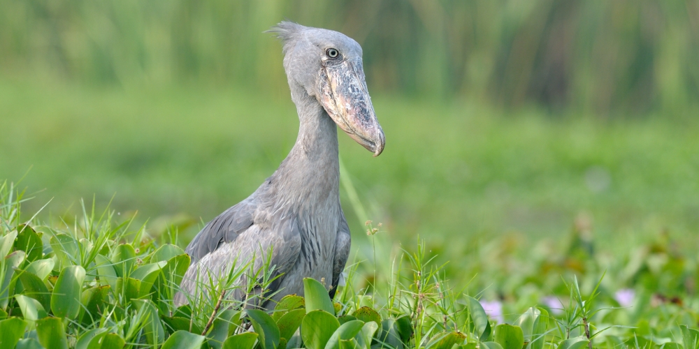 Bird Watching Safaris in Uganda